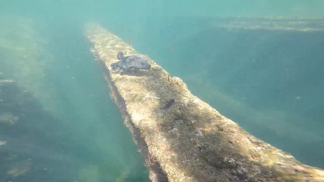 encontramos un barco hundido y llegamos a el en manzanillo смотреть онлайн