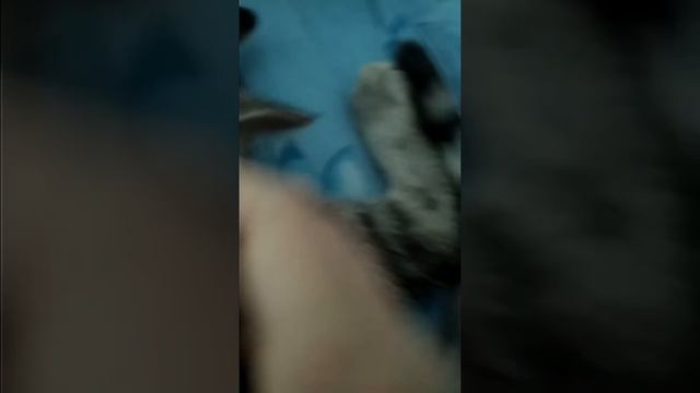 Котя маленький мальчик !!! СОСЁТ пальчик и хуркает смотреть онлайн