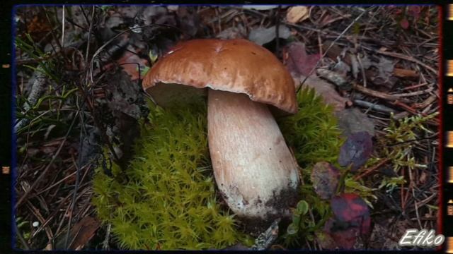 Белый гриб ? смотреть онлайн