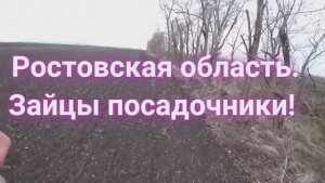 #Зайцы посадочники! Ростовская область..mp4