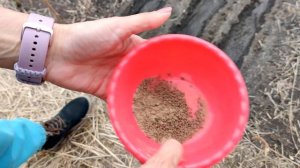 ПОСЕВ РАННЕЙ МОРКОВИ ДЛЯ ЛЕТНЕГО УРОЖАЯ