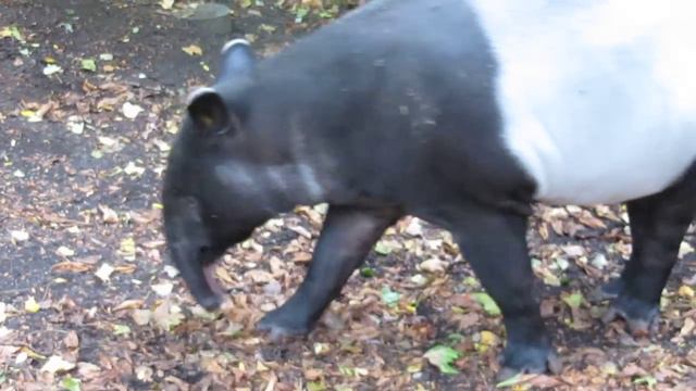 This is what a Tapir sounds like..... смотреть онлайн
