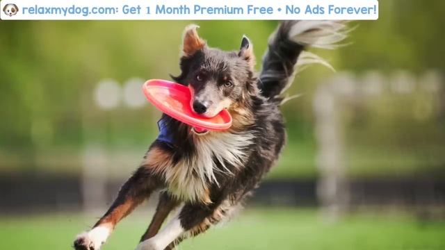 Pet Therapy: Music for Stressed, Anxious or Hyperactive Dogs! смотреть онлайн