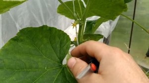 Огурец Форсаж F1|  Проблемы решил, огурец начал плодоносить