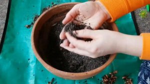 Oxalis|Оксалис|Кислица|Уход и размножение|Урожай с десяти ризом?☘