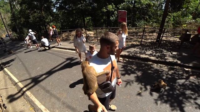 Monkey Hill 2020/ Гора обезьян/Пхукет 2020 смотреть онлайн