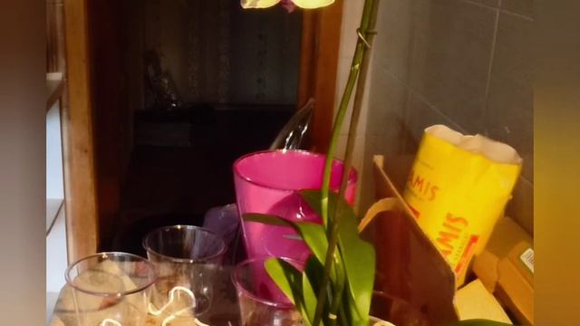 Ефект горшков с фитильным поливом. 1 часть смотреть онлайн