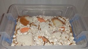 Быстрый проверенный способ по разведению мучного червя!!! Содержание мучных червей.???