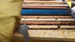 КАК увеличить пасеку без затрат ПРОСТО ! Делим улей на пол лёта ! Увеличение пасеки в 2 раза !