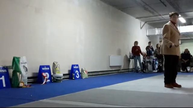 20.02.2022, СПб. Клуб "Аллен". Выставка CAC 2 гр смотреть онлайн