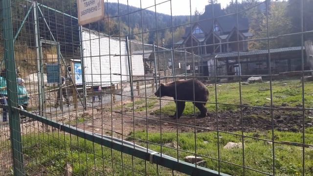 Центр реабилитации бурых медведей смотреть онлайн