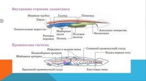 Тип Хордовые/ Ланцетник/  Биология 7 класс/
