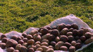 Табу - протравитель клубней картофеля от колорадского жука и проволочника.