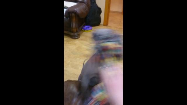 Новая игрушка