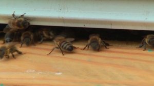 Профессор Кашковский про весеннее развитие пчёл