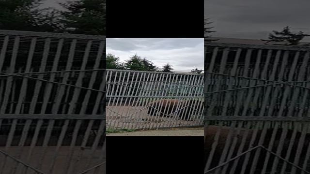 Медведь бурый смотреть онлайн