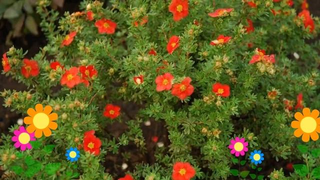 Лапчатка кустарниковая Ред Айс (Red Ace). Краткий обзор, описание характеристик, где купить саженцы смотреть онлайн