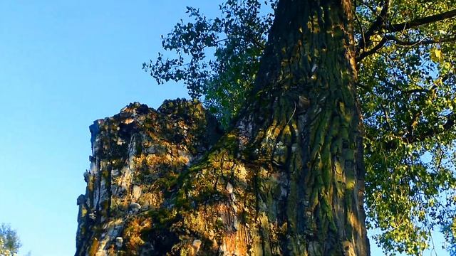 Футаж Дупло. Старое Дерево с Дуплом. Красивое Старое Дерево с Дуплом. Видеофутажи. Футажи для видео смотреть онлайн