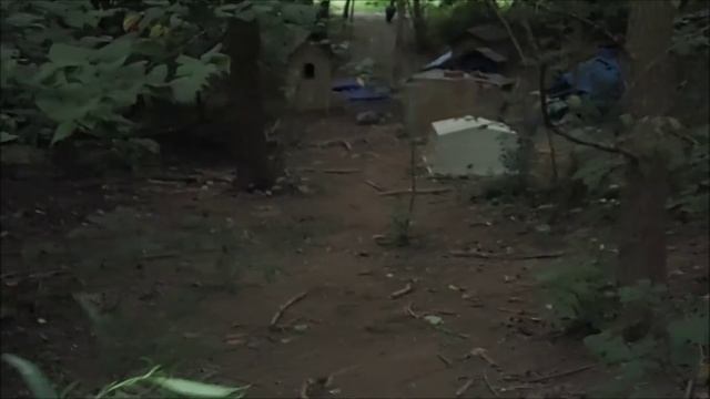Creepy Cat Colony смотреть онлайн