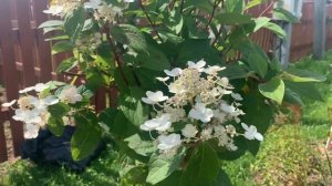 Эрли Сеншейшен! Метельчатая гортензия