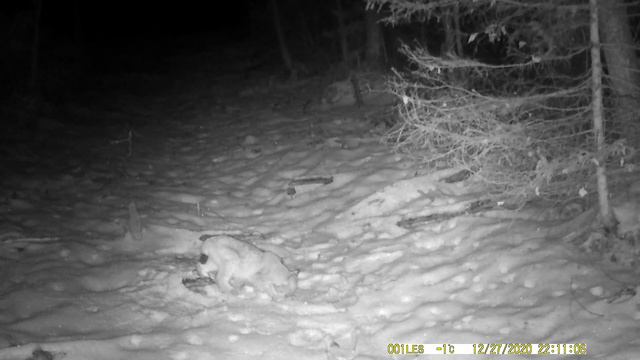 Три рыси Three Lynxes