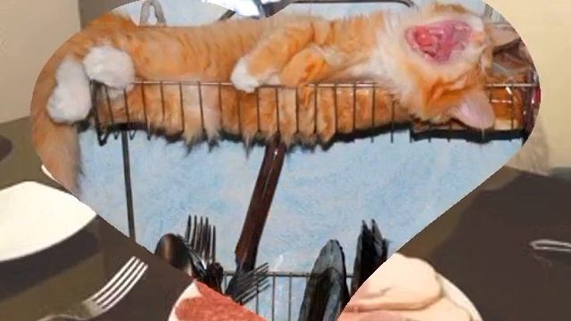 ? СтихоФильмы. "Зимние Коты" (стихи Арины Нефедовой). смотреть онлайн