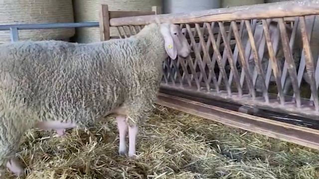 Овцы породы Мериноланд! Разведение баранов! Где купить овец в России! Овцеводство как бизнес