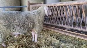 Овцы породы Мериноланд! Разведение баранов! Где купить овец в России! Овцеводство как бизнес