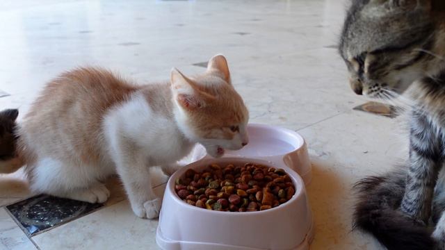 История больного парня. о том, как он нашел и воспитал брошенного котенка. смотреть онлайн