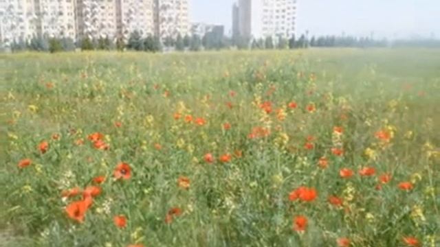 Ах, вы алы маковы цветы!.., Стихи Надежда Корн, муз. и исп. Самуила Фрумовича смотреть онлайн