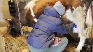 Доильный аппарат "ДОЮШКА". Дойка коровы \\ How to Milk a Cow