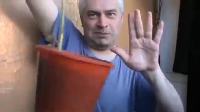 Видео прикол Тонкий помидор поднял горшок в воздухе смотреть онлайн