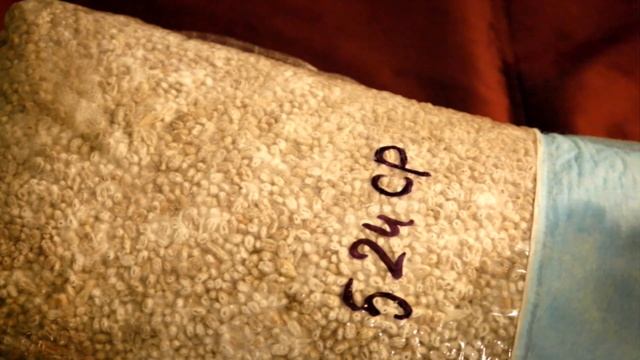 Вешенка, Как правильно хранить мицелий. смотреть онлайн