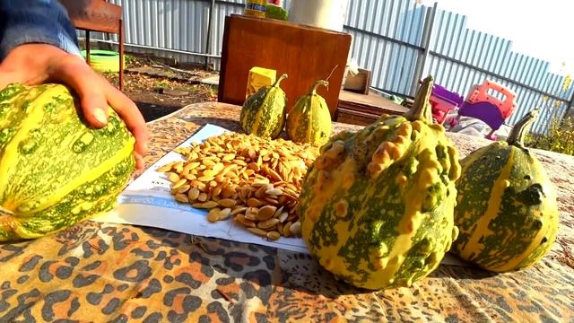 #Декоративная тыква#семена тыквы#сборы семян тыквы смотреть онлайн