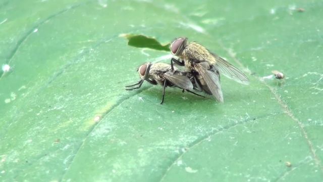 Cluster Flies (Calliphoridae: Pollenia) Mating смотреть онлайн