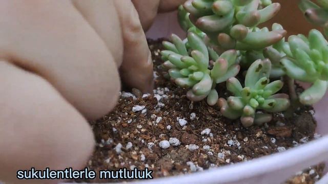 echeveria viktor/echeveria perle/sedum Joyce tulloch/sedum rubrotictum aranjma/ekonomik saksi смотреть онлайн
