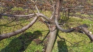 Весенняя обрезка персика формировка Веретено - советы по обрезке персика (продолжение)