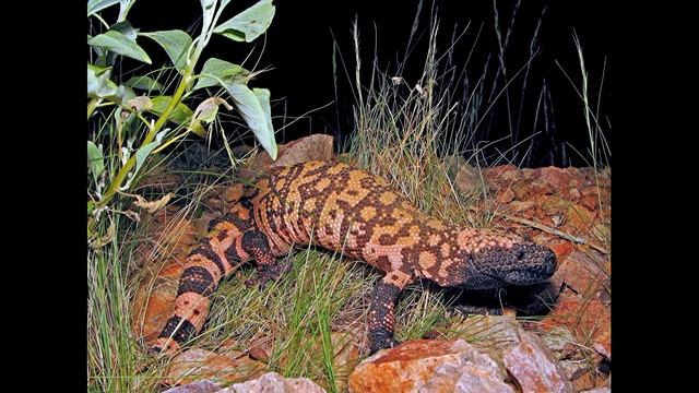 Жилатье или аризонский ядозуб.