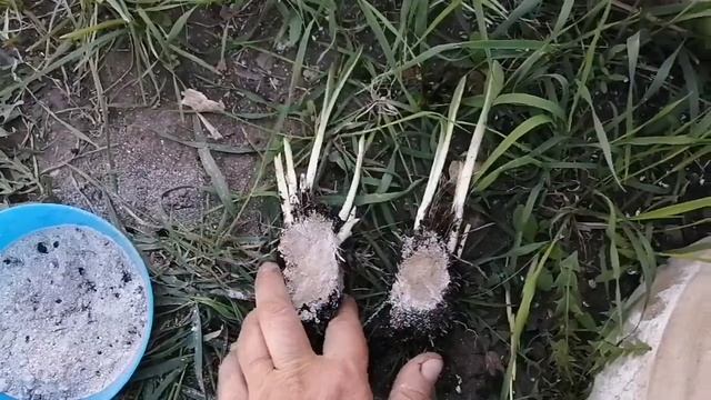 Секреты - делю корень многолетнего растения! смотреть онлайн