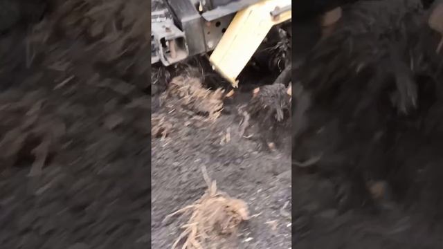 Посадка воздушки чеснока мотоблоком, ускоренный способ. смотреть онлайн