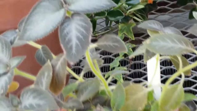 KOHLERIA 'SILVER FEATHER' GESNERIACEAE PLANT смотреть онлайн