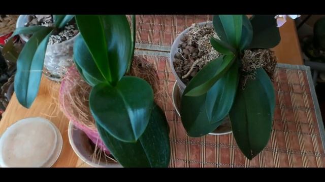 Рыбий жир VS HB - 101 смотреть онлайн