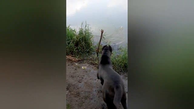 Красавица река КУБАНЬ и собакакане корсо смотреть онлайн