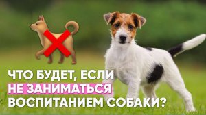 Почему ❌ НЕЛЬЗЯ откладывать воспитание СОБАКИ и мириться с ее плохим поведением 🐕