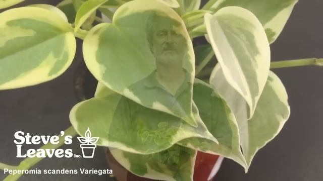 Peperomia Scandens 'Variegata'- Review