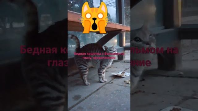 Бедная кошечка с Бельмом на глазу ?, продолжение смотреть онлайн