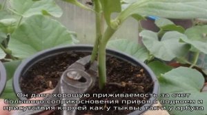 Схемы и тонкости прививки арбуза на тыкву