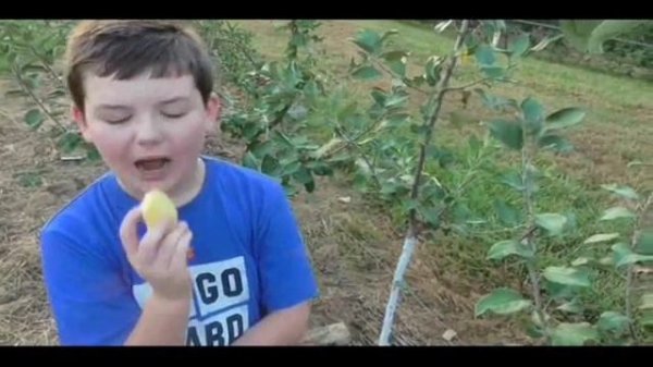 Apple Variety Sweet 16