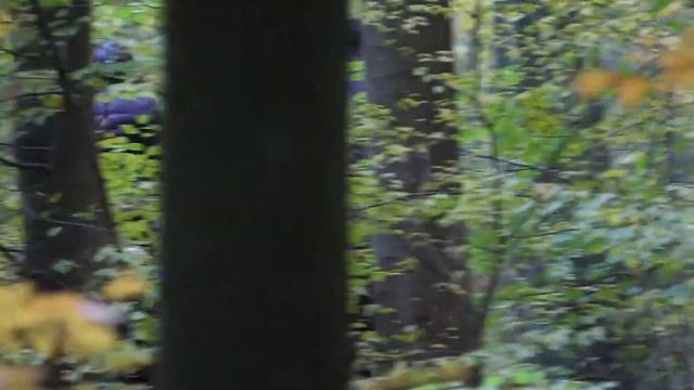 Canon 650D/ T4i Test footage of the nature , 1080P Full HD смотреть онлайн