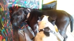 Половое Созревание Собак | Содержание Кобеля и Суки вместе